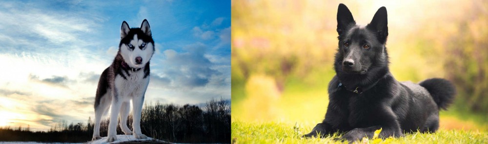Black Norwegian Elkhound vs Alaskan Husky - Breed Comparison