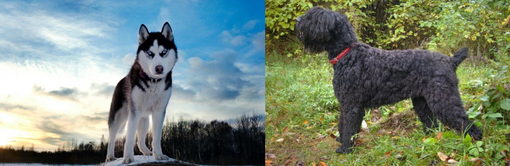 Black Russian Terrier vs Alaskan Husky - Breed Comparison