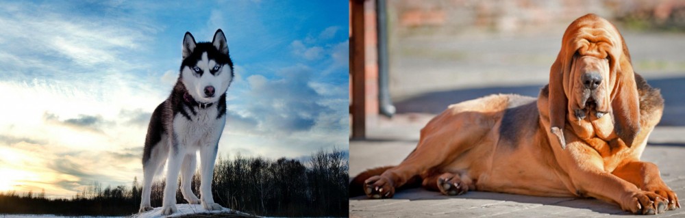 Bloodhound vs Alaskan Husky - Breed Comparison