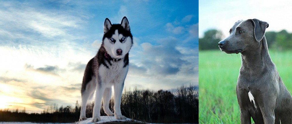 Blue Lacy vs Alaskan Husky - Breed Comparison