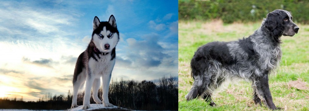 Blue Picardy Spaniel vs Alaskan Husky - Breed Comparison