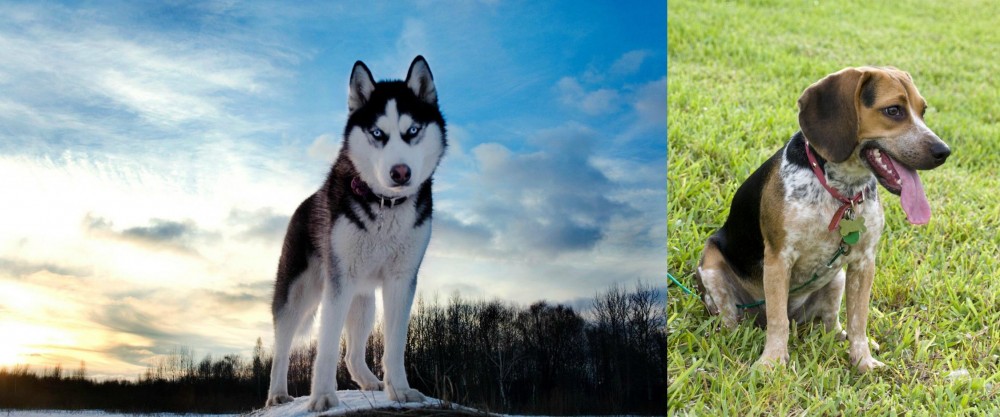 Bluetick Beagle vs Alaskan Husky - Breed Comparison