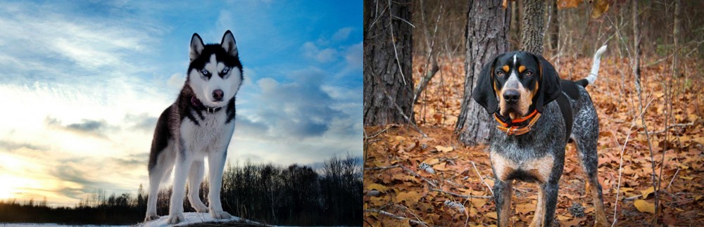 Bluetick Coonhound vs Alaskan Husky - Breed Comparison