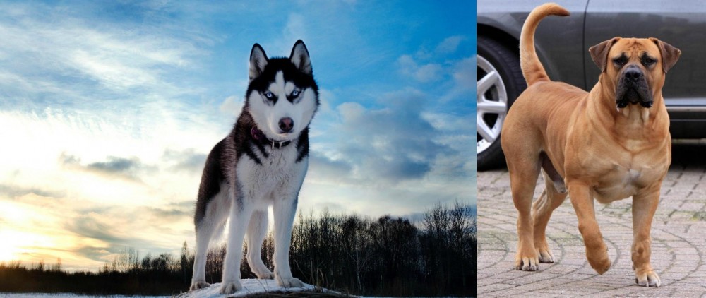 Boerboel vs Alaskan Husky - Breed Comparison