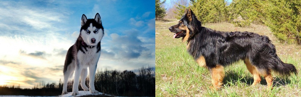 Bohemian Shepherd vs Alaskan Husky - Breed Comparison