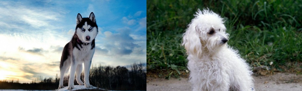 Bolognese vs Alaskan Husky - Breed Comparison