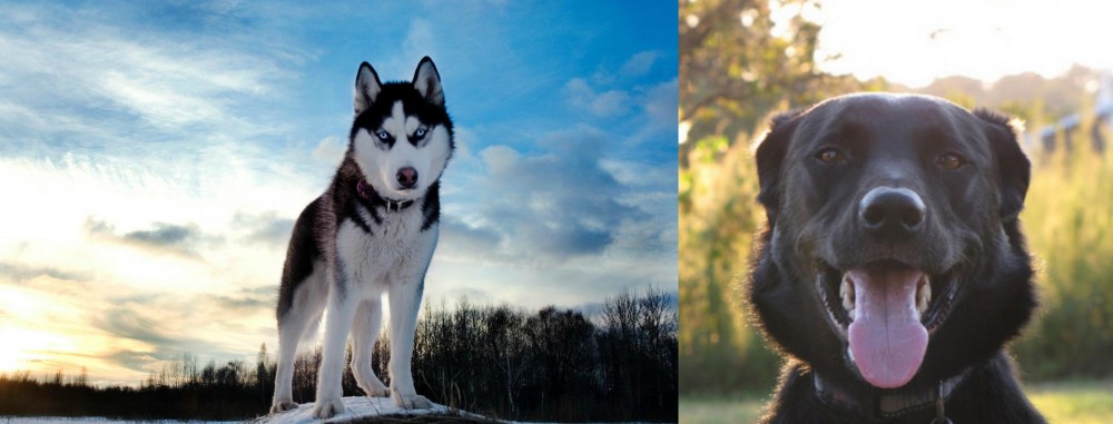 Borador vs Alaskan Husky - Breed Comparison