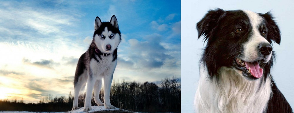 Border Collie vs Alaskan Husky - Breed Comparison