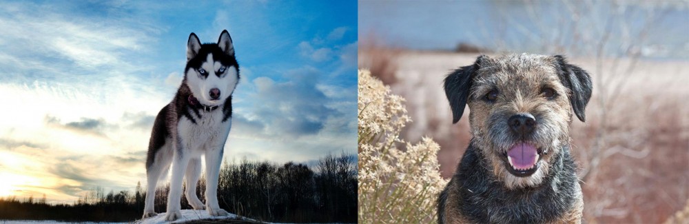 Border Terrier vs Alaskan Husky - Breed Comparison