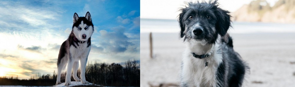 Bordoodle vs Alaskan Husky - Breed Comparison