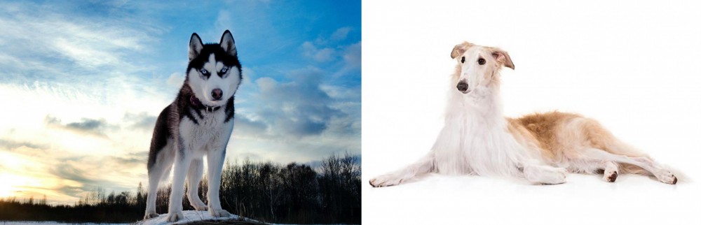 Borzoi vs Alaskan Husky - Breed Comparison