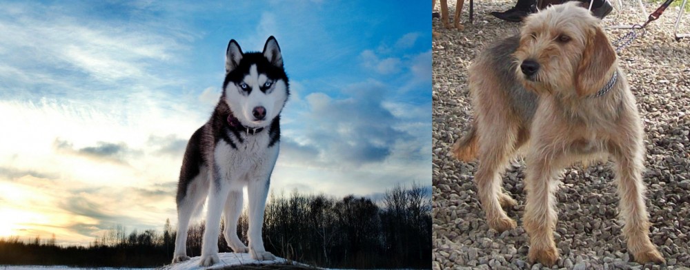Bosnian Coarse-Haired Hound vs Alaskan Husky - Breed Comparison