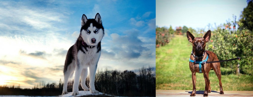 Bospin vs Alaskan Husky - Breed Comparison