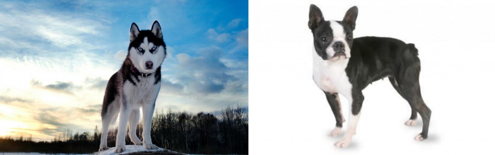Boston Terrier vs Alaskan Husky - Breed Comparison