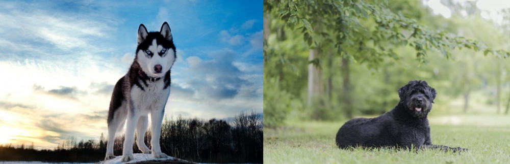 Bouvier des Flandres vs Alaskan Husky - Breed Comparison