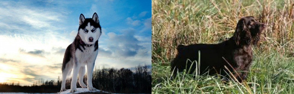 Boykin Spaniel vs Alaskan Husky - Breed Comparison
