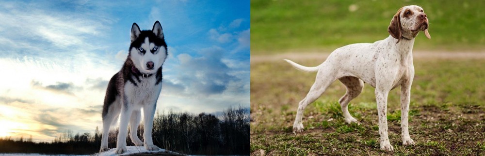 Braque du Bourbonnais vs Alaskan Husky - Breed Comparison