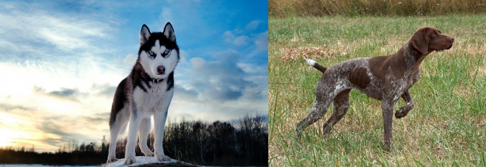 Braque Francais vs Alaskan Husky - Breed Comparison