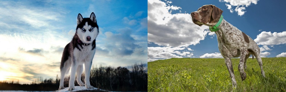 Braque Francais (Pyrenean Type) vs Alaskan Husky - Breed Comparison