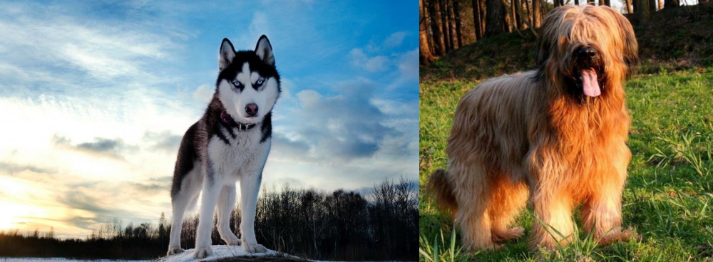 Briard vs Alaskan Husky - Breed Comparison