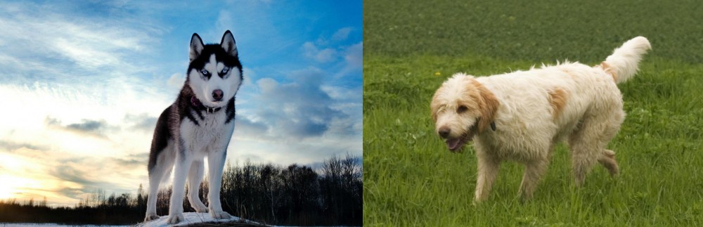 Briquet Griffon Vendeen vs Alaskan Husky - Breed Comparison