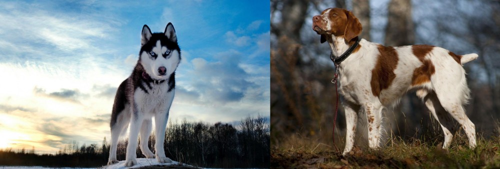 Brittany vs Alaskan Husky - Breed Comparison