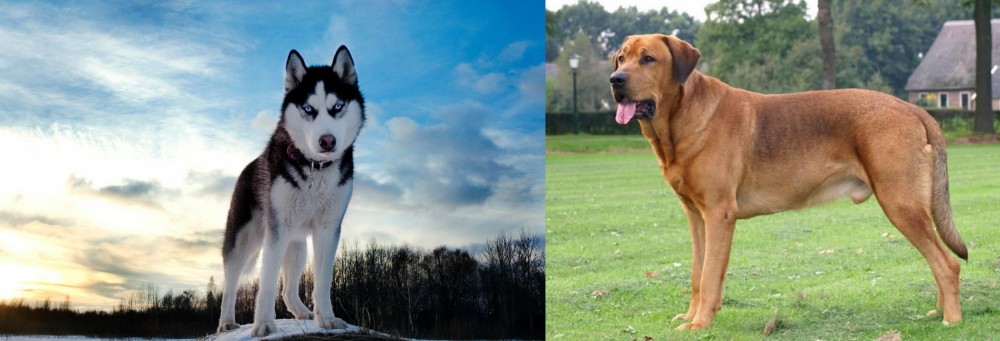 Broholmer vs Alaskan Husky - Breed Comparison