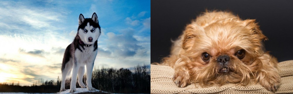 Brug vs Alaskan Husky - Breed Comparison