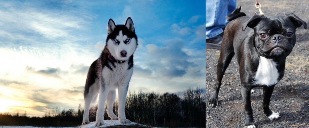 Bugg vs Alaskan Husky - Breed Comparison
