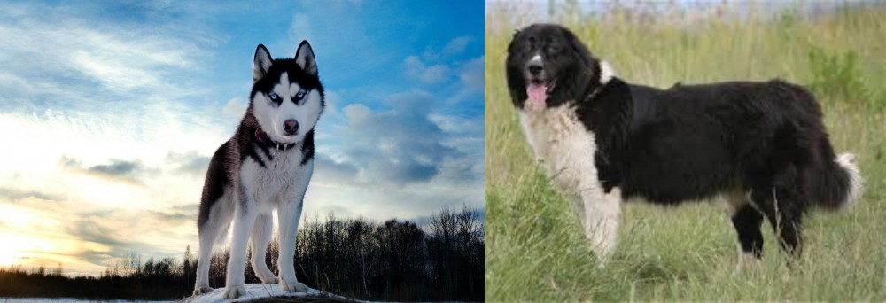 Bulgarian Shepherd vs Alaskan Husky - Breed Comparison