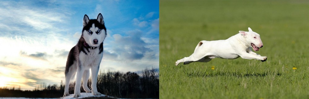 Bull Terrier vs Alaskan Husky - Breed Comparison