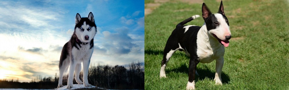 Bull Terrier Miniature vs Alaskan Husky - Breed Comparison