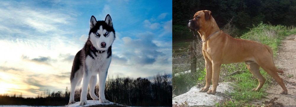Bullmastiff vs Alaskan Husky - Breed Comparison