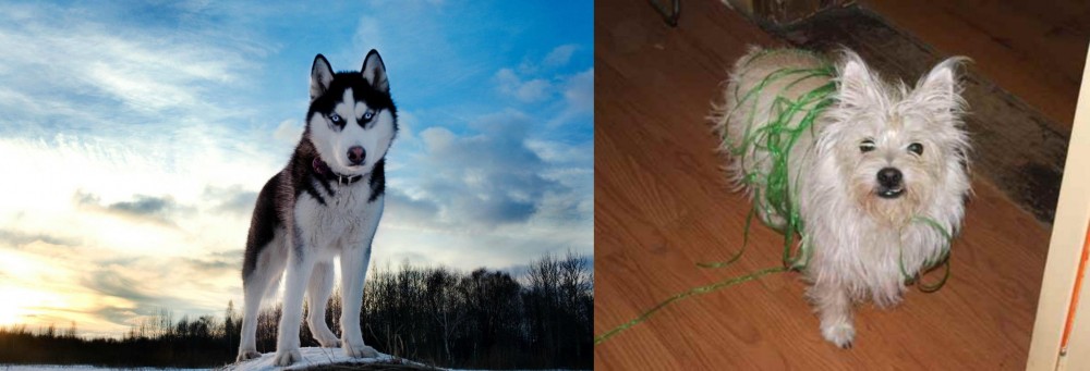 Cairland Terrier vs Alaskan Husky - Breed Comparison