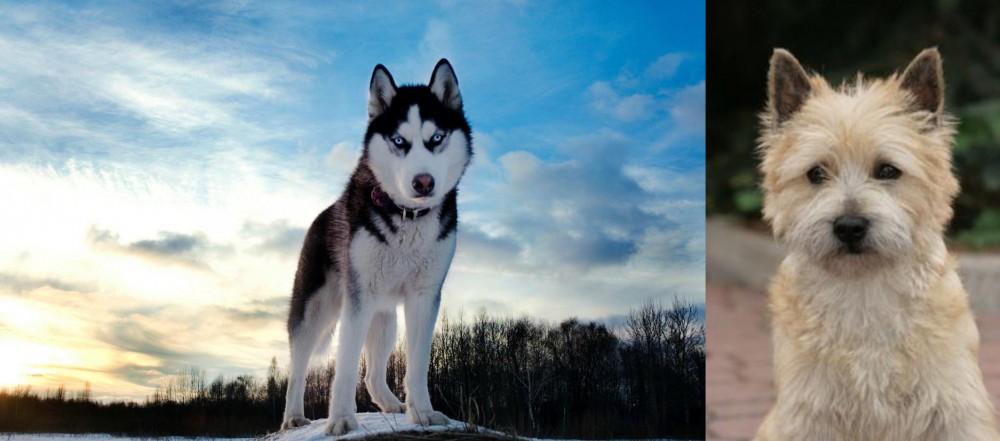 Cairn Terrier vs Alaskan Husky - Breed Comparison