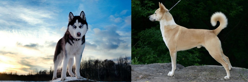 Canaan Dog vs Alaskan Husky - Breed Comparison