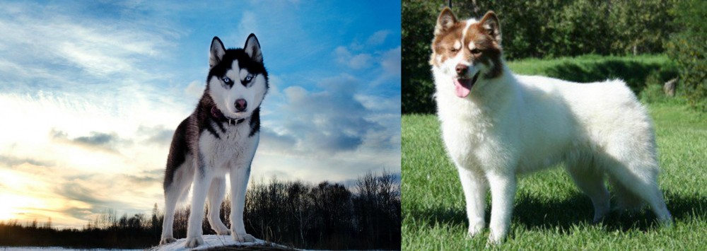 Canadian Eskimo Dog vs Alaskan Husky - Breed Comparison