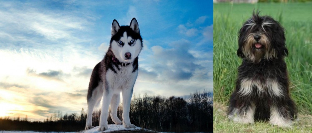 Cao da Serra de Aires vs Alaskan Husky - Breed Comparison