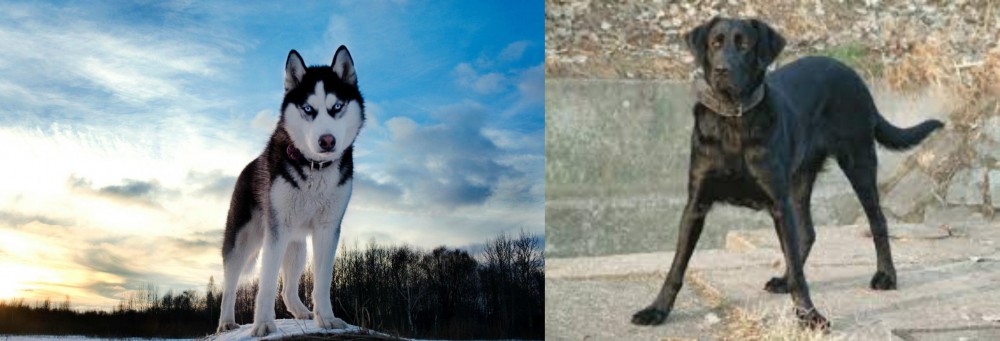 Cao de Castro Laboreiro vs Alaskan Husky - Breed Comparison
