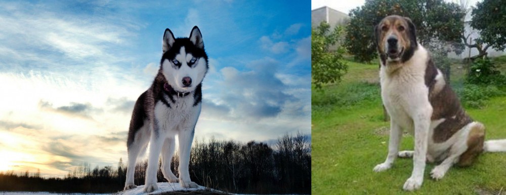 Cao de Gado Transmontano vs Alaskan Husky - Breed Comparison