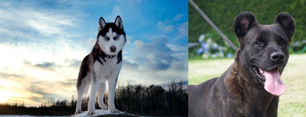 Cao Fila de Sao Miguel vs Alaskan Husky - Breed Comparison