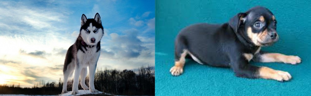 Carlin Pinscher vs Alaskan Husky - Breed Comparison