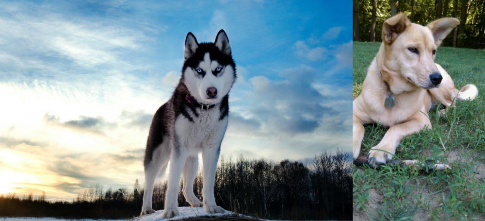 Carolina Dog vs Alaskan Husky - Breed Comparison