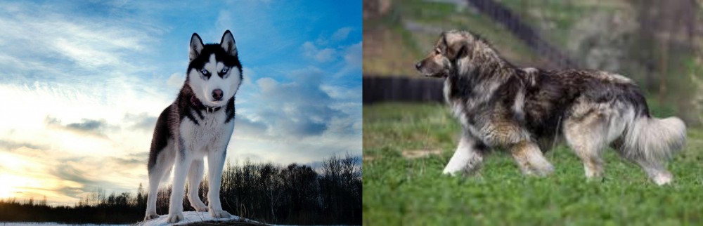 Carpatin vs Alaskan Husky - Breed Comparison