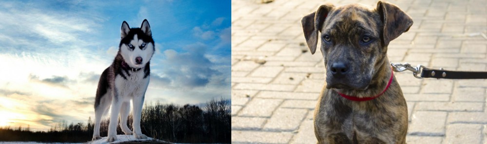 Catahoula Bulldog vs Alaskan Husky - Breed Comparison