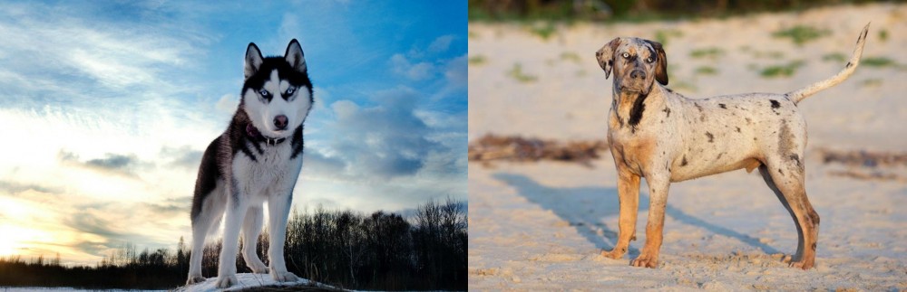 Catahoula Cur vs Alaskan Husky - Breed Comparison