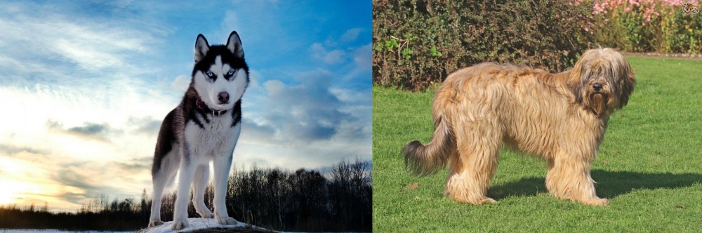 Catalan Sheepdog vs Alaskan Husky - Breed Comparison