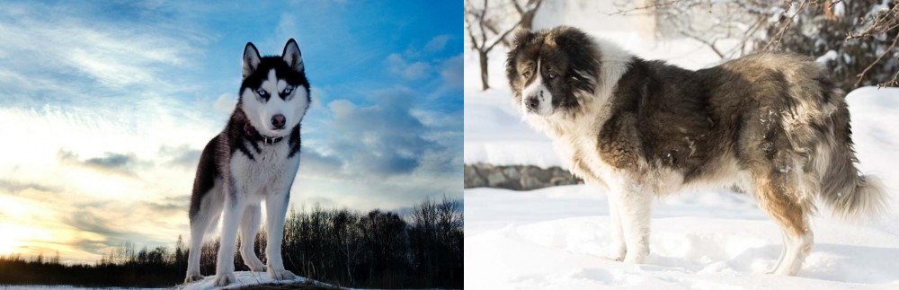 Caucasian Shepherd vs Alaskan Husky - Breed Comparison
