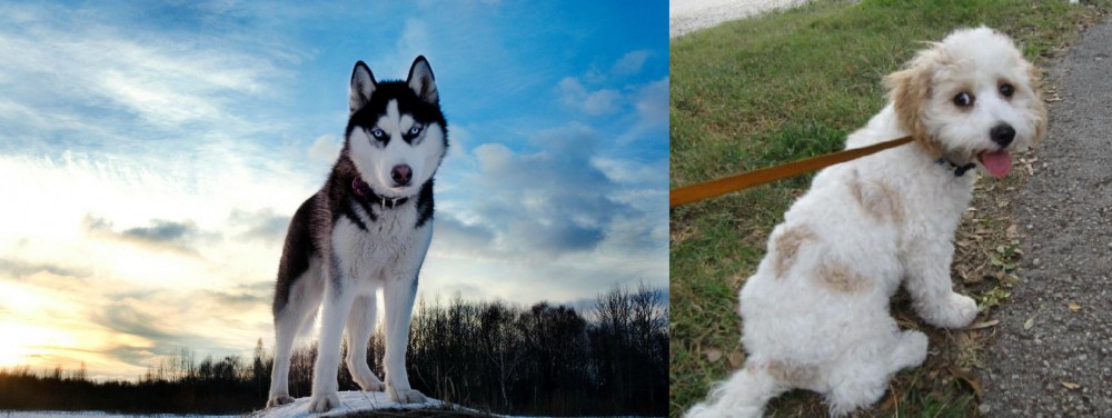 Cavachon vs Alaskan Husky - Breed Comparison