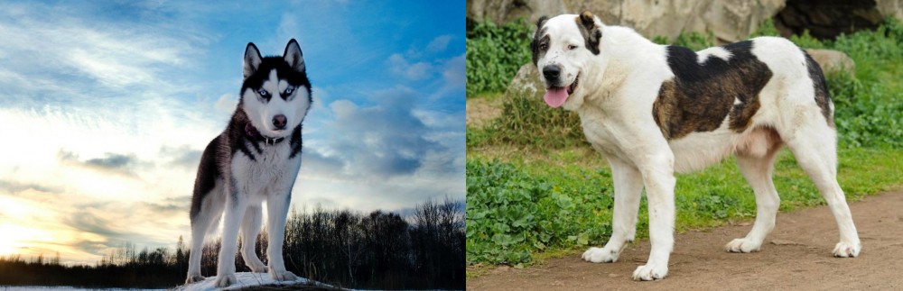 Central Asian Shepherd vs Alaskan Husky - Breed Comparison